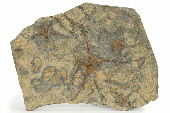 Wide Slab Of Fossil Brittle Stars & Corals #234625